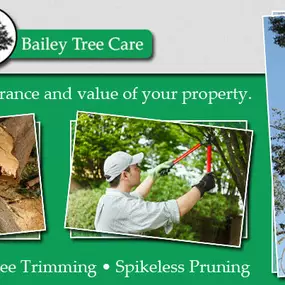 county tree services georgia