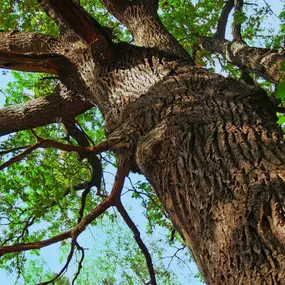 affordable local tree removal service