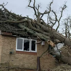 Expert tree care Gainesville GA