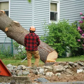 city tree service gainesville