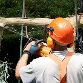 tree cutting services georgia