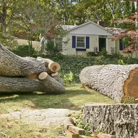 Extension saw tree trimming Gainesville GA