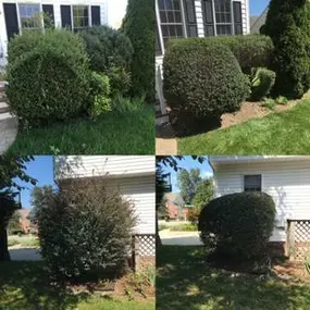 Shrub Maintenance