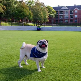 Dog Park at Camden Vanderbilt Apartments in Houston, Texas