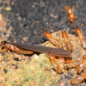 Bild von Lien Termite and Pest Control Company