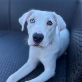 Lady Blue is my adopted Dalmatian mix, and she loves to snuggle with others in our office. Ask us, and we would be happy to provide you with a treat to give her.