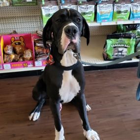 All About Dogs & Cats is a locally owned family operated business in Missouri. We are a one-stop pet store offering a personalized customer experience to every visitor that walks through our door.