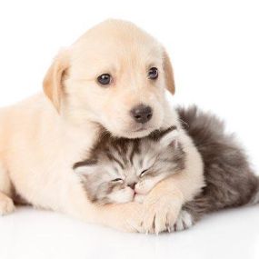 Need Raw diet for your pets? All About Dogs & Cats in Missouri has the largest selection of raw diets with a strong emphasis on holistic natural care. Homoeopathic and herbal remedies.