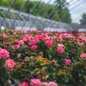 Shrub Roses in Hoop House