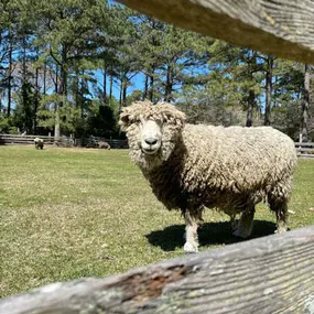 Daily programming brings opportunities for visitors to interact with the site's animals (Corolla wild horses, a cow, sheep, and chickens), its buildings (including the oldest restored home on Roanoke Island), historic crafts, games, and more.