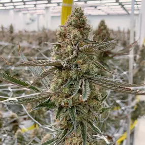 Bild von Liberty Cannabis Dispensary Detroit