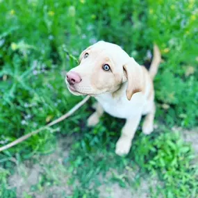 Need pet insurance? Call us today!