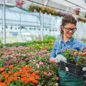 jardinerie sneessens fleurs