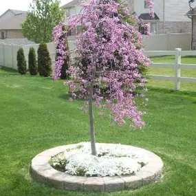 landscaping with beautiful tree