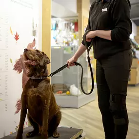 Pets Corner Twyford Interior