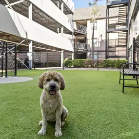 Private Fenced-In Dog Park at Camden Greenway Apartments in Houston, Tx