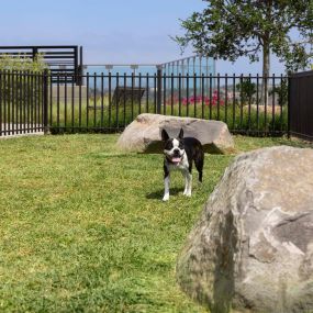Camden Hillcrest Apartments San Diego CA private enclosed off-leash dog park with rocks