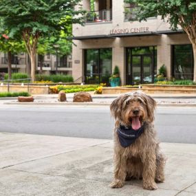 Resident dog model sitting in front of Leasing Center.