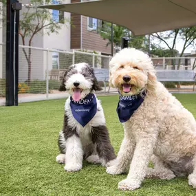 Private, spacious off-leash dog park with separate small and big dog sections