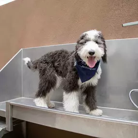 Private on-site dog washing station