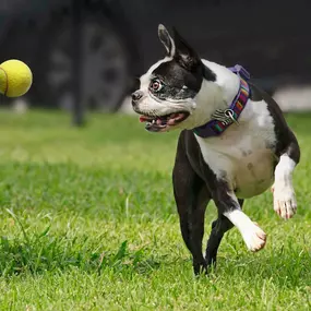 Private dog park pet friendly apartments