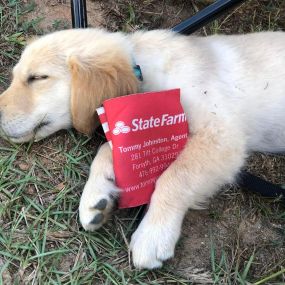 State Farm pup