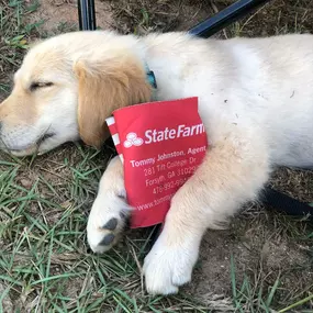 State Farm pup