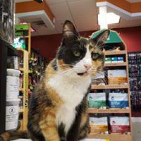Need Raw diet for your pets? Ann-imals Pet Supply Store in Maine has the largest selection of raw diets with a strong emphasis on holistic on natural care. Homeopathic and herbal remedies.