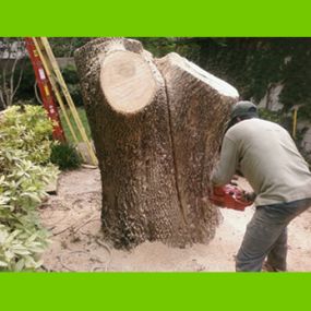 We can remove large trees easily.