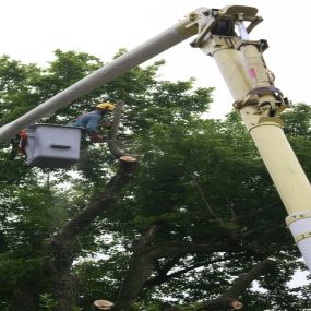 We are experts in tree pruning and tree cutting  services