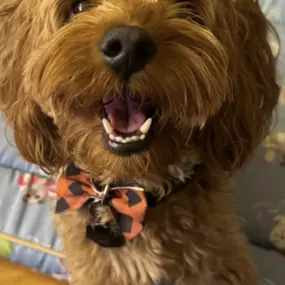 Our hairiest team member, Ripley, is getting ready for Halloween and is always eager to talk about the importance of pet insurance!