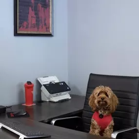 Hard at work making sure every pet parent in Chicago knows the importance of pet insurance. Accidents happen, and vet bills add up—let’s make sure your furry family members are covered. Call or stop by to learn more!