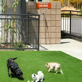 Pet Park at Accent