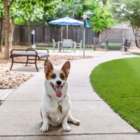 Dog model on the walking path in the dog park