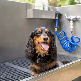 Dog model in the pet washing station in the dog park