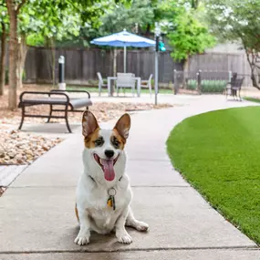 Dog model on the walking path in the dog park