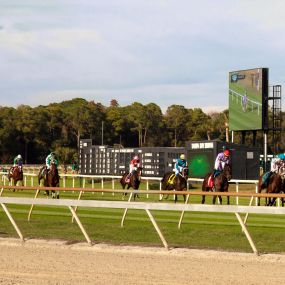 Tampa Bay Downs Horse Races in Tampa, FL near Camden Westchase Park, Camden Bay, and Camden Montague