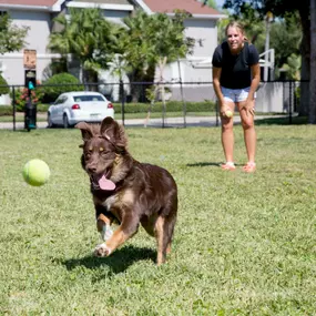 Large dog park and play area