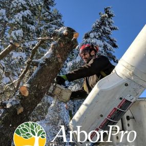 Bild von ArborPro Tree Experts