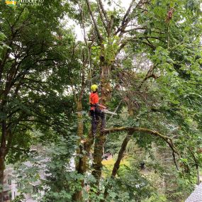 Bild von ArborPro Tree Experts