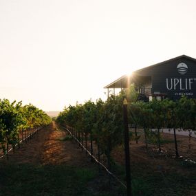 Bild von Uplift Vineyard