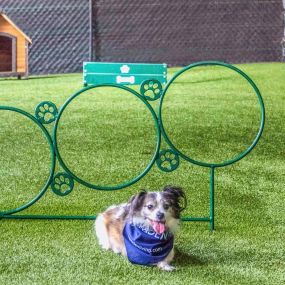 Onsite dog park with agility equipment