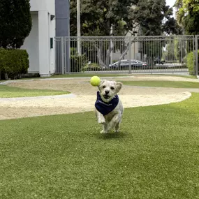 camden main and jamboree apartments irvine ca dog park with seating