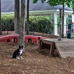 Dog park pet friendly apartments