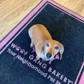 Bild von Woof Gang Bakery Daytona