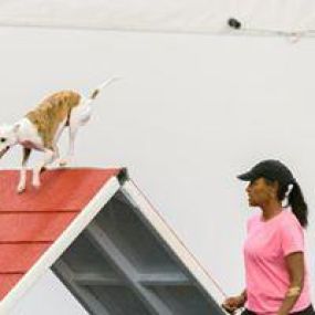 All FUR Fun Training and Event Center is a locally owned family operated business in Addison, TX. We are a one-stop pet store offering a personalized customer experience to every visitor that walks through our door.