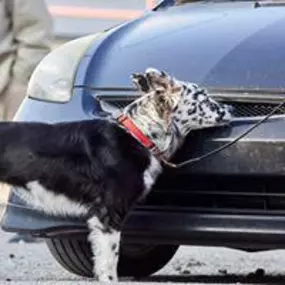 Bild von All FUR Fun Training and Event Center