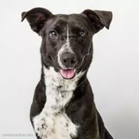 Need Raw diet for your pets? Wishbone Care Center in Texas has the largest selection of raw diets with a strong emphasis on holistic on natural care. Homeopathic and herbal remedies.