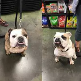 Bild von Ma & Paws Pet Supply Co.