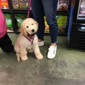 Bild von Ma & Paws Pet Supply Co.
